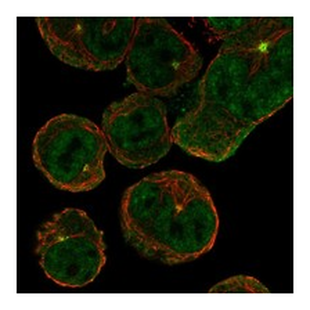 Atlas Antibodies Anti-ASIC4 Antibody