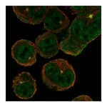 Atlas Antibodies Anti-ASIC4 Antibody