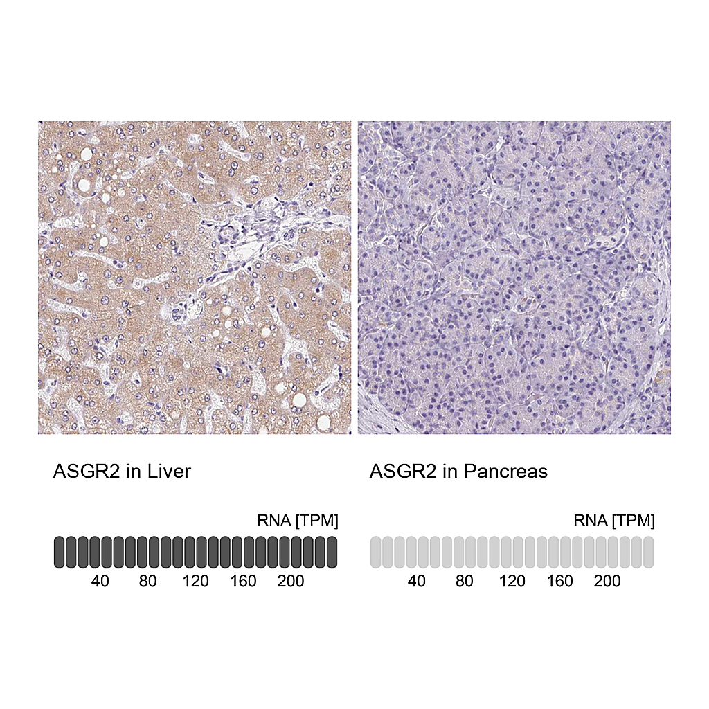 Atlas Antibodies Anti-ASGR2 Antibody