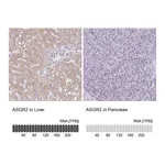 Atlas Antibodies Anti-ASGR2 Antibody