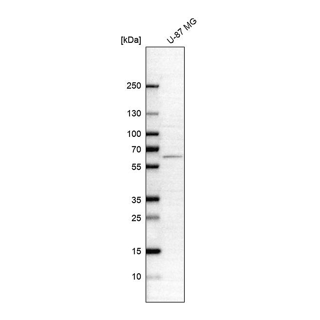 Atlas Antibodies Anti-ASNS Antibody
