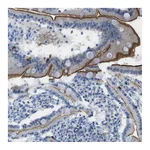 Atlas Antibodies Anti-ASIC5 Antibody
