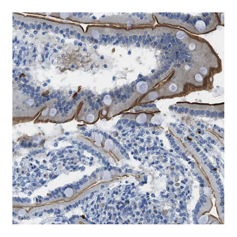 Atlas Antibodies Anti-ASIC5 Antibody