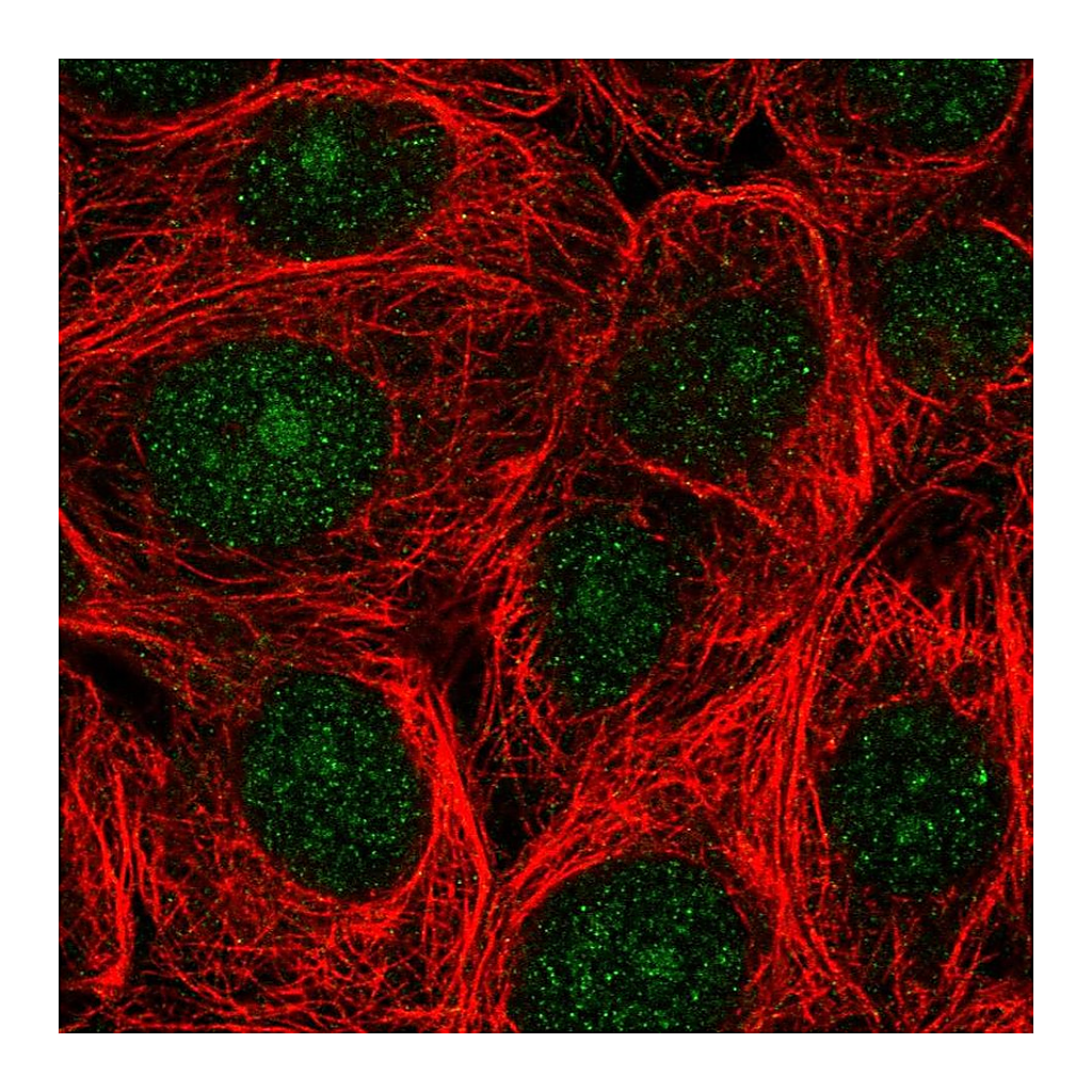 Atlas Antibodies Anti-ASNA1 Antibody