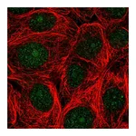 Atlas Antibodies Anti-ASNA1 Antibody