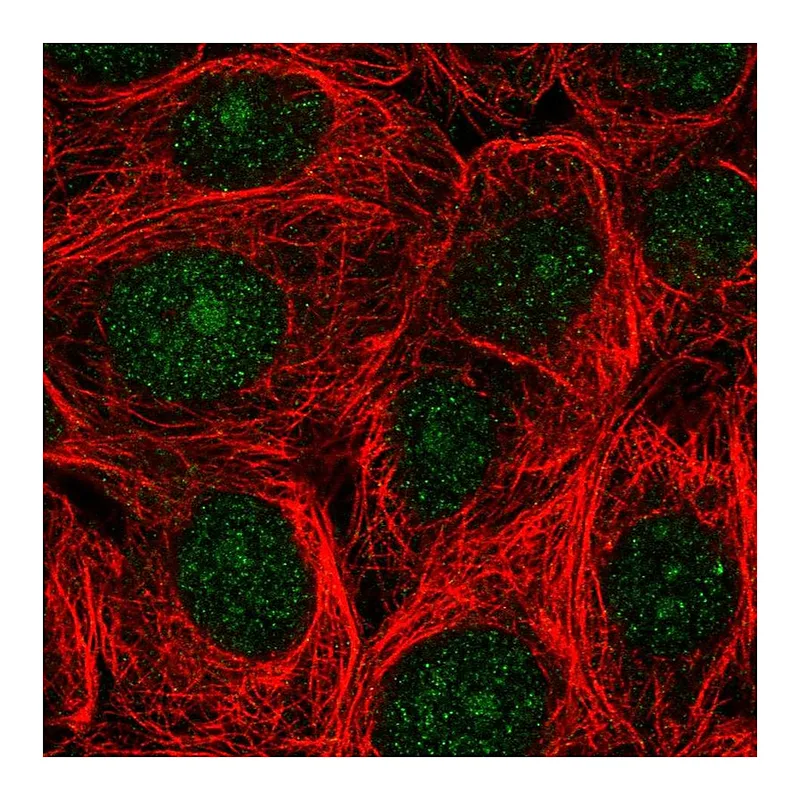 Atlas Antibodies Anti-ASNA1 Antibody
