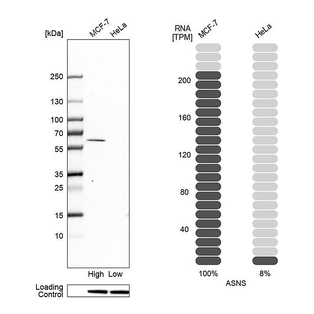Atlas Antibodies Anti-ASNS Antibody