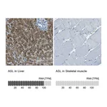 Atlas Antibodies Anti-ASL Antibody