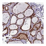 Atlas Antibodies Anti-ASNA1 Antibody