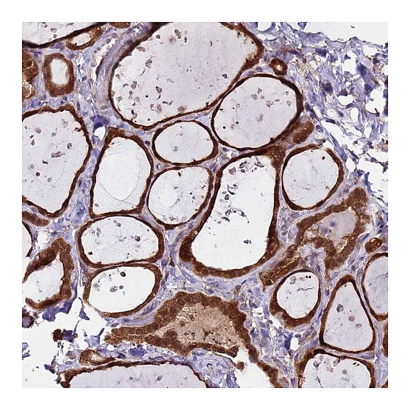 Atlas Antibodies Anti-ASNA1 Antibody