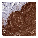 Atlas Antibodies Anti-ASNSD1 Antibody