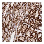Atlas Antibodies Anti-ASNSD1 Antibody