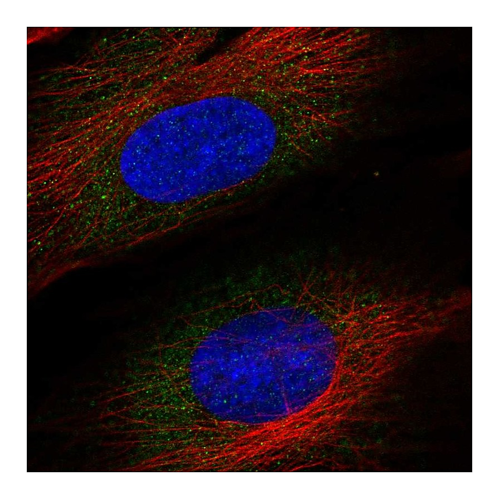 Atlas Antibodies Anti-ASNSD1 Antibody