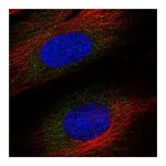 Atlas Antibodies Anti-ASNSD1 Antibody