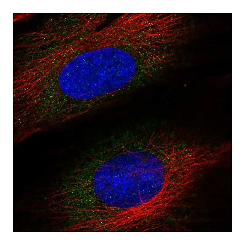 Atlas Antibodies Anti-ASNSD1 Antibody