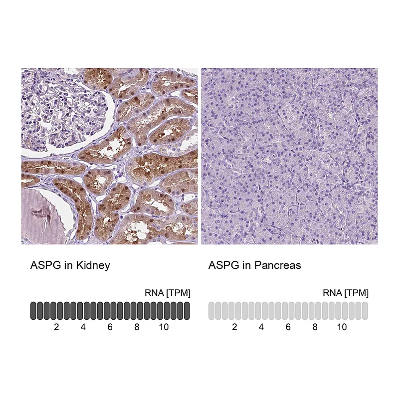 Atlas Antibodies Anti-ASPG Antibody