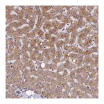 Atlas Antibodies Anti-ASPHD1 Antibody