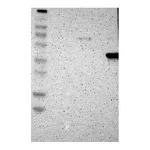 Atlas Antibodies Anti-ASPN Antibody