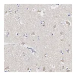 Atlas Antibodies Anti-ASPHD2 Antibody