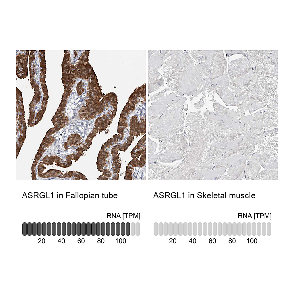 Atlas Antibodies Anti-ASRGL1 Antibody