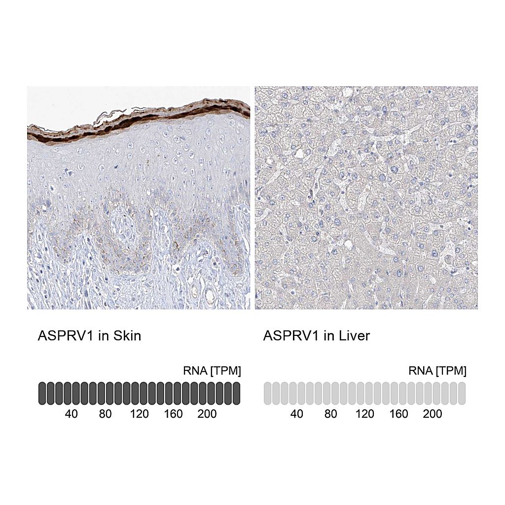 Atlas Antibodies Anti-ASPRV1 Antibody