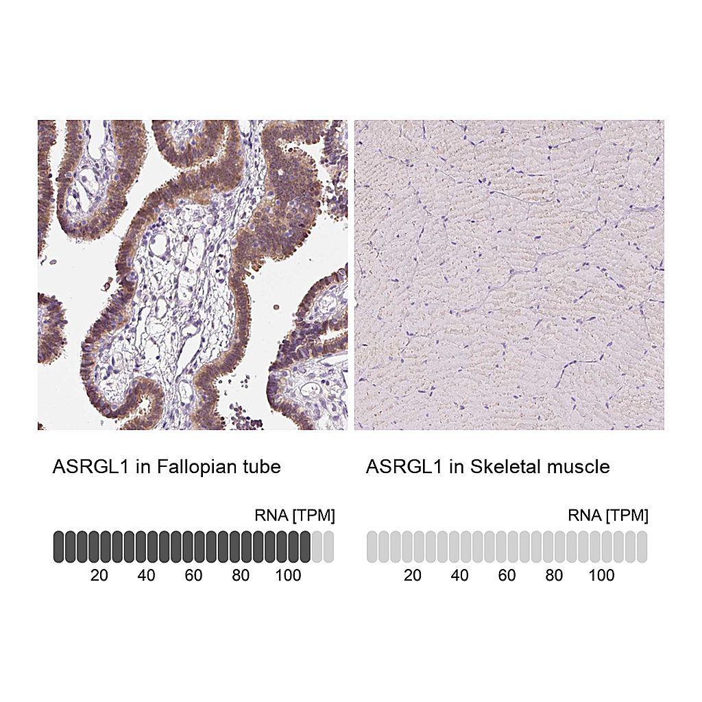 Atlas Antibodies Anti-ASRGL1 Antibody