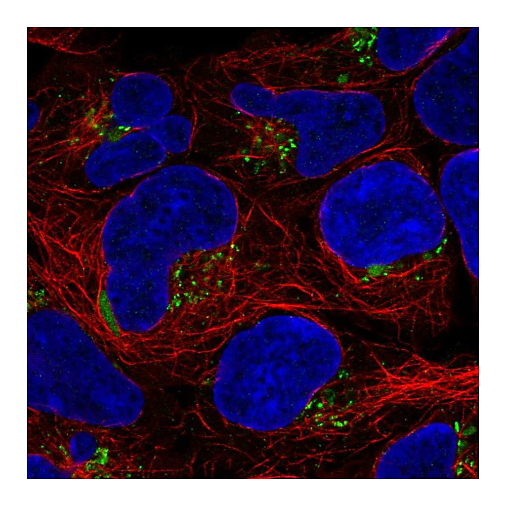 Atlas Antibodies Anti-ASTN1 Antibody