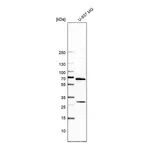 Atlas Antibodies Anti-ATAD3A Antibody