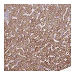 Atlas Antibodies Anti-ATE1 Antibody