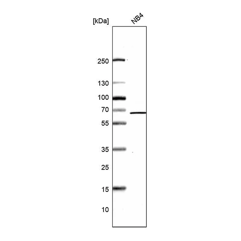 Atlas Antibodies Anti-ATAD3A Antibody