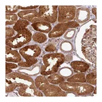 Atlas Antibodies Anti-ATAT1 Antibody