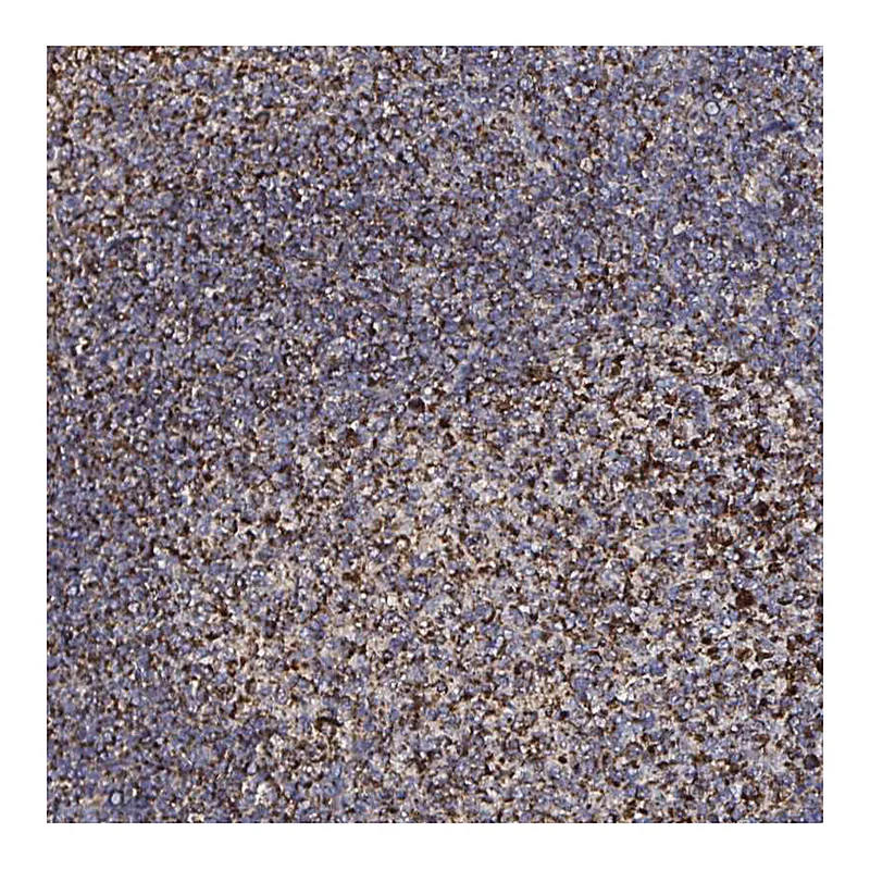 Atlas Antibodies Anti-ATAD3B Antibody