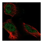 Atlas Antibodies Anti-ATE1 Antibody
