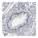 Atlas Antibodies Anti-ATF7 Antibody