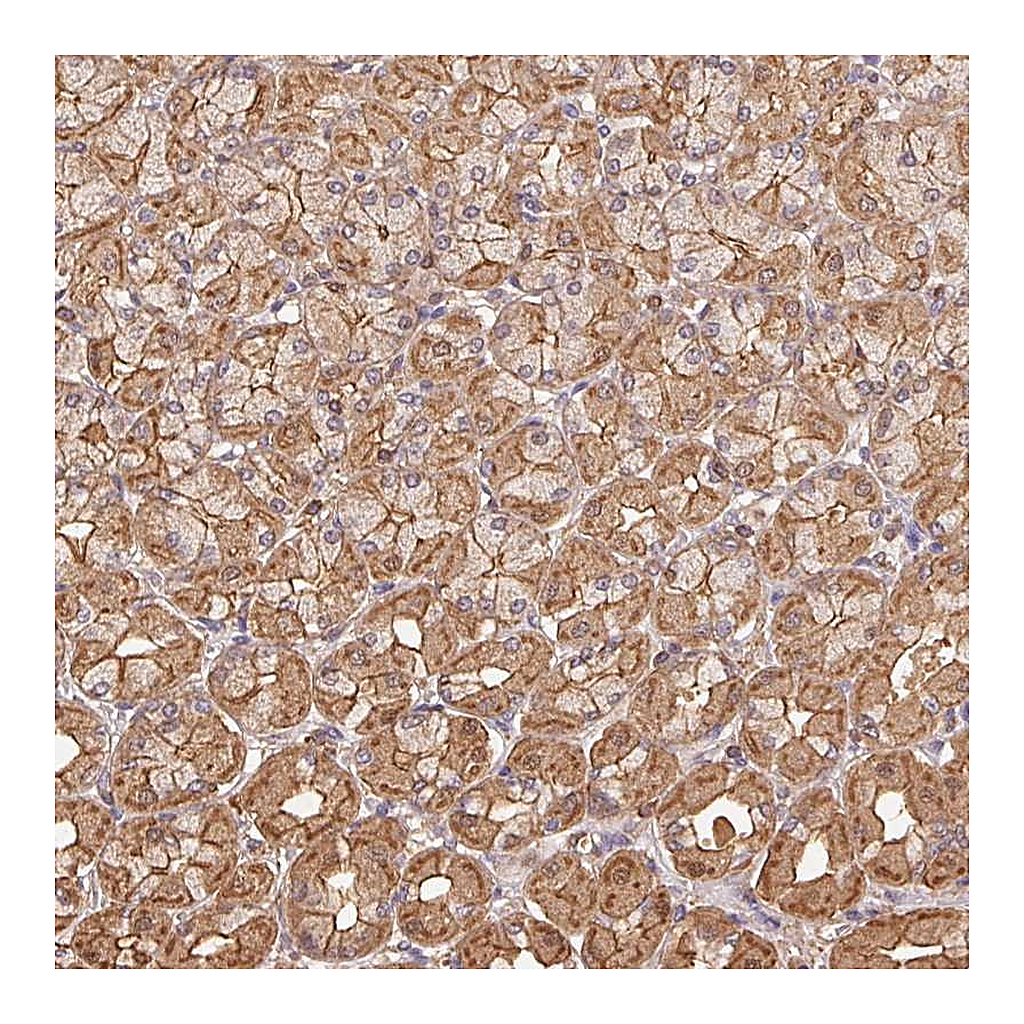 Atlas Antibodies Anti-ATG10 Antibody