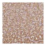 Atlas Antibodies Anti-ATG10 Antibody