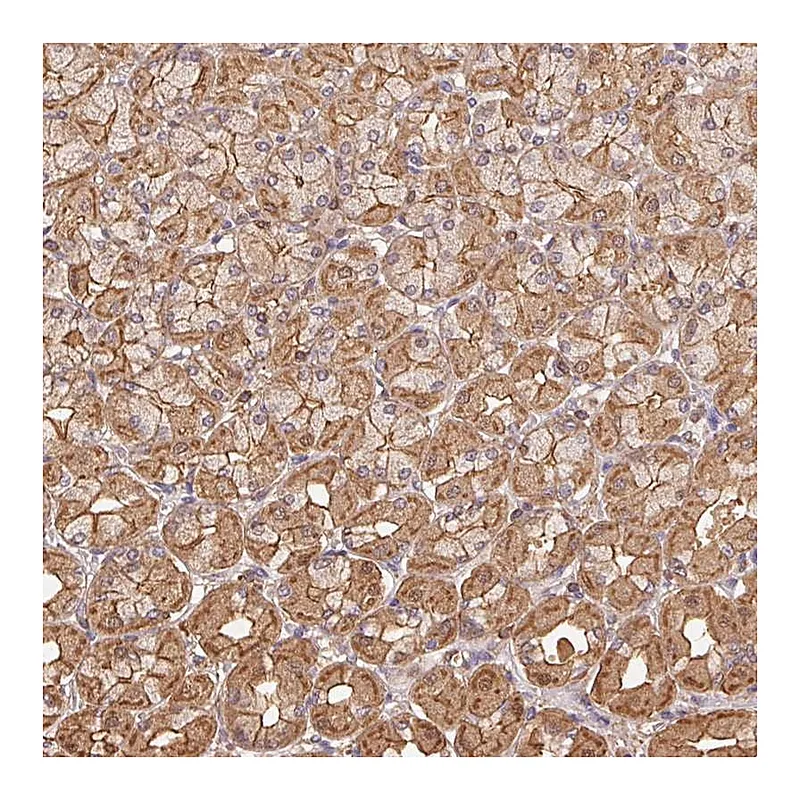 Atlas Antibodies Anti-ATG10 Antibody