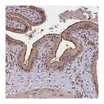 Atlas Antibodies Anti-ATG101 Antibody