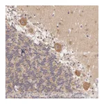 Atlas Antibodies Anti-ATG2B Antibody