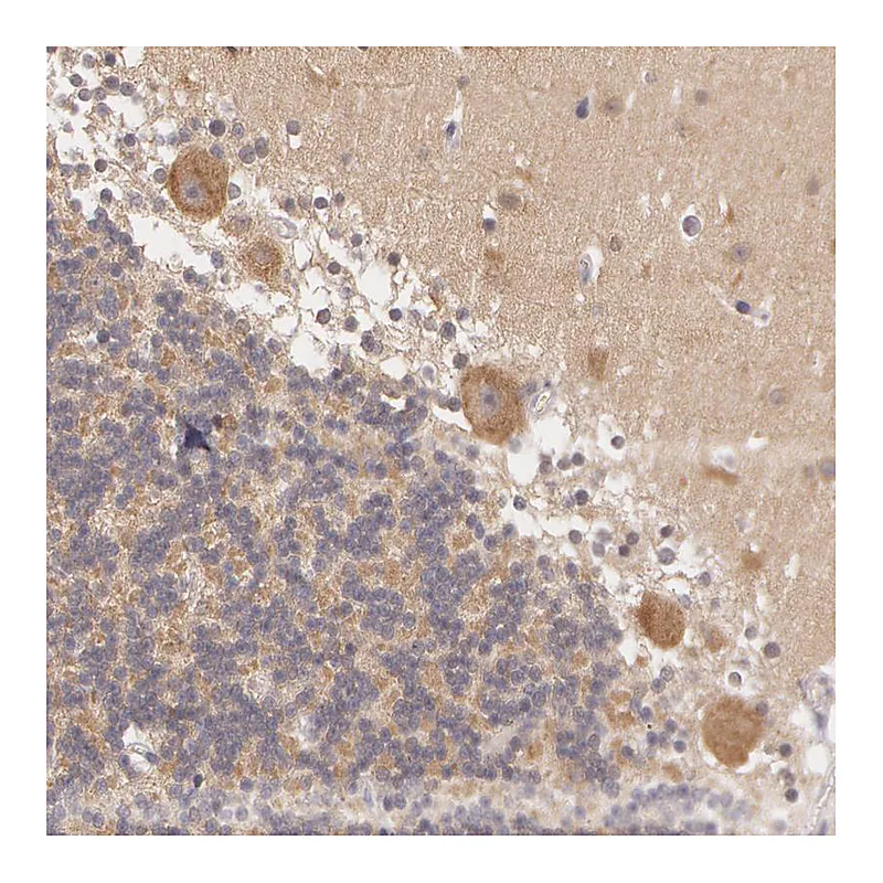 Atlas Antibodies Anti-ATG2B Antibody