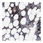 Atlas Antibodies Anti-ATG2A Antibody