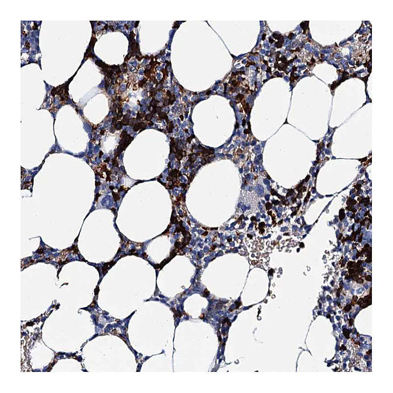 Atlas Antibodies Anti-ATG2A Antibody