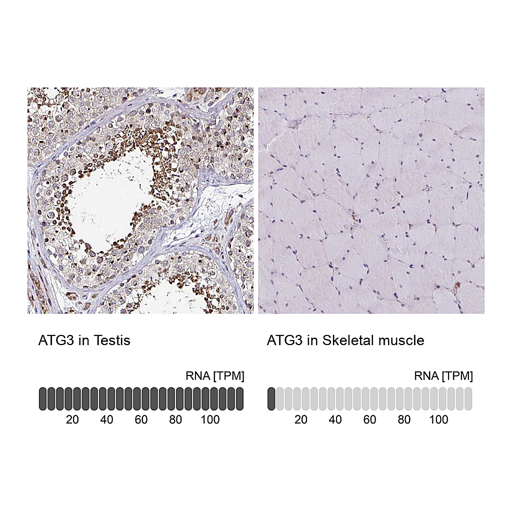 Atlas Antibodies Anti-ATG3 Antibody