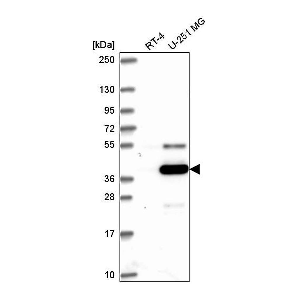 Atlas Antibodies Anti-ATG4A Antibody
