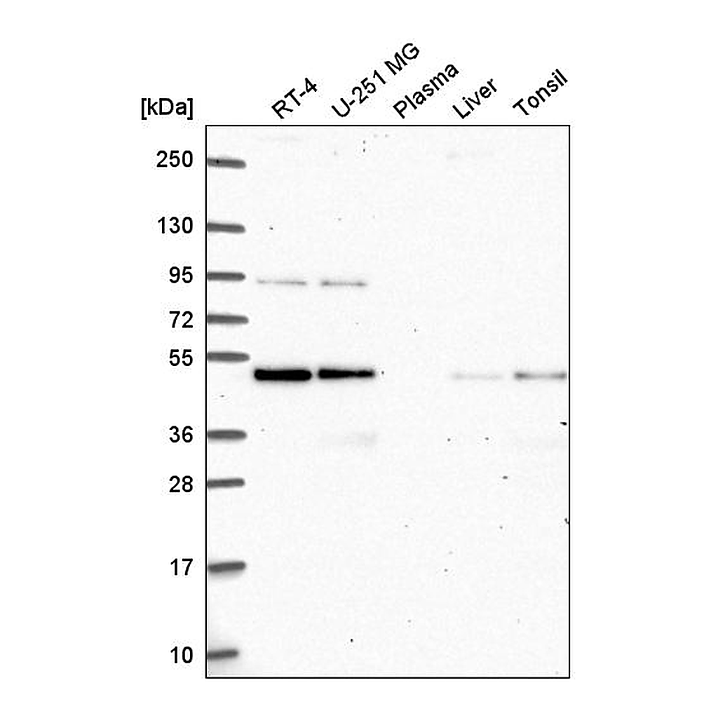 Atlas Antibodies Anti-ATG4B Antibody
