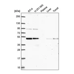 Atlas Antibodies Anti-ATG4B Antibody