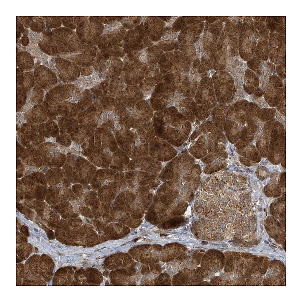 Atlas Antibodies Anti-ATG4A Antibody