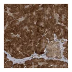 Atlas Antibodies Anti-ATG4A Antibody
