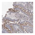 Atlas Antibodies Anti-ATL2 Antibody