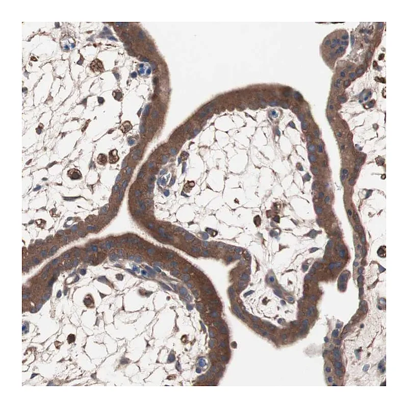 Atlas Antibodies Anti-ATG7 Antibody